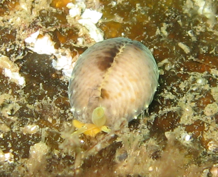 Abbs August '09 085a.jpg